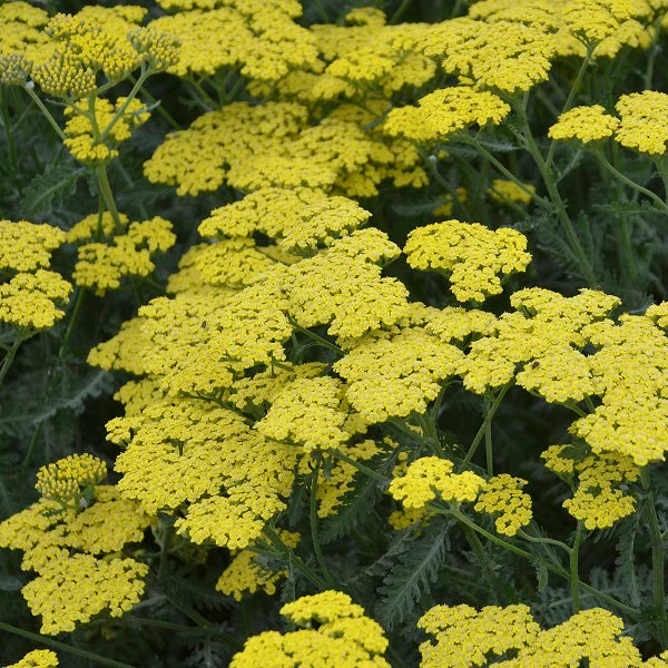 Summer Splash Yarrow - Image 3