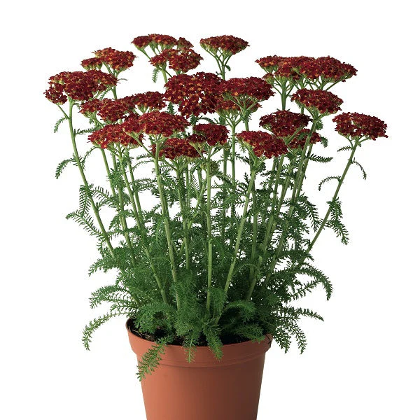 Summer Splash Yarrow - Image 2