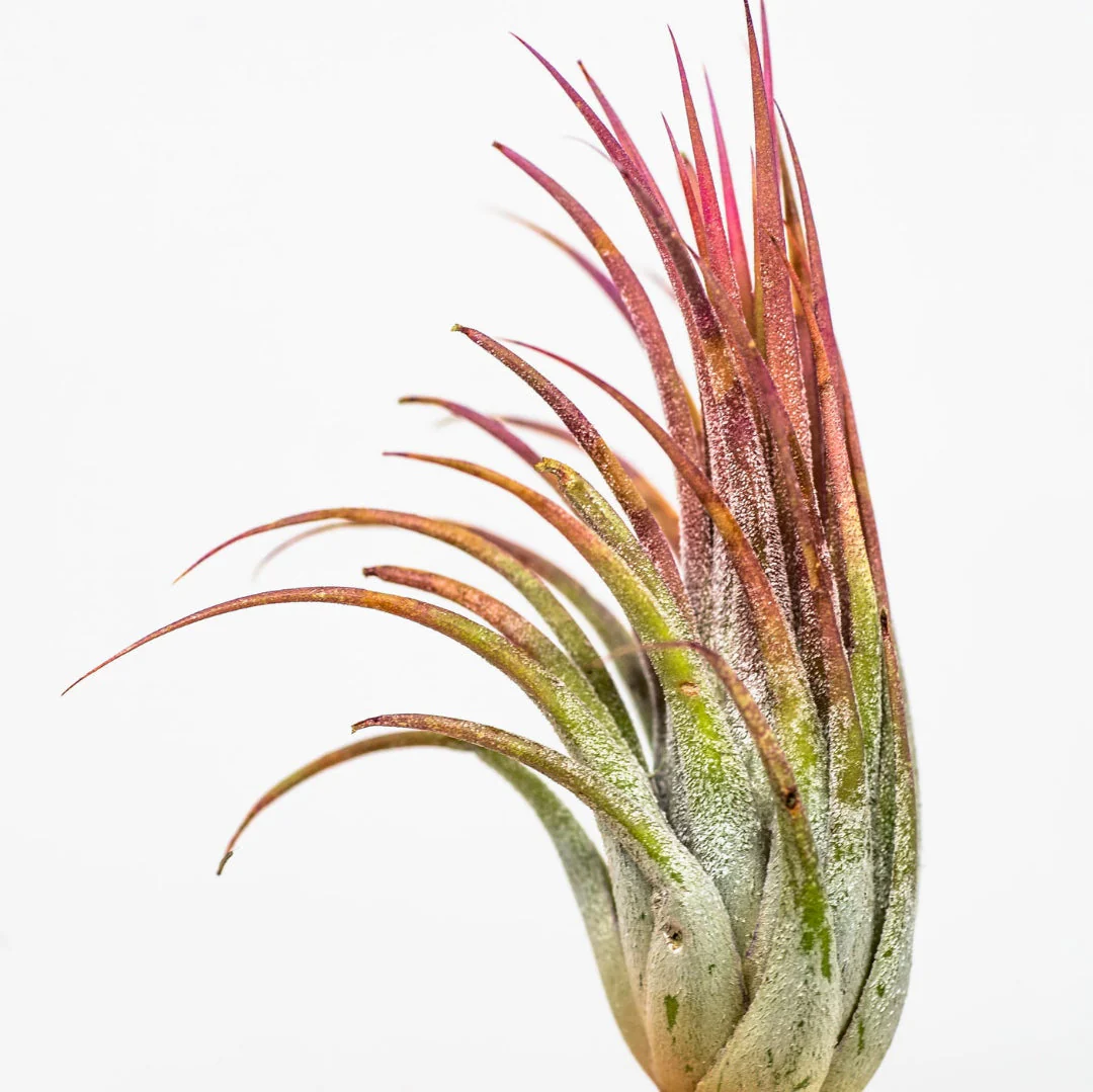 Red Air Plant - Image 2