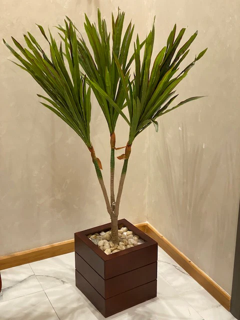 إناء زرع مع شجرة دراسينا  - FL102 - Image 1