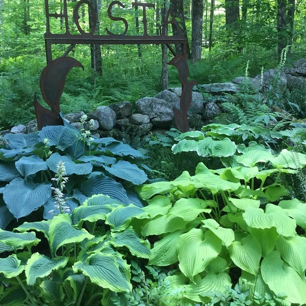 Tall Hosta - Image 2