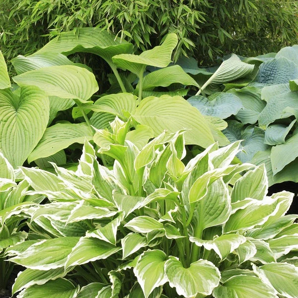 Tall Hosta - Image 3