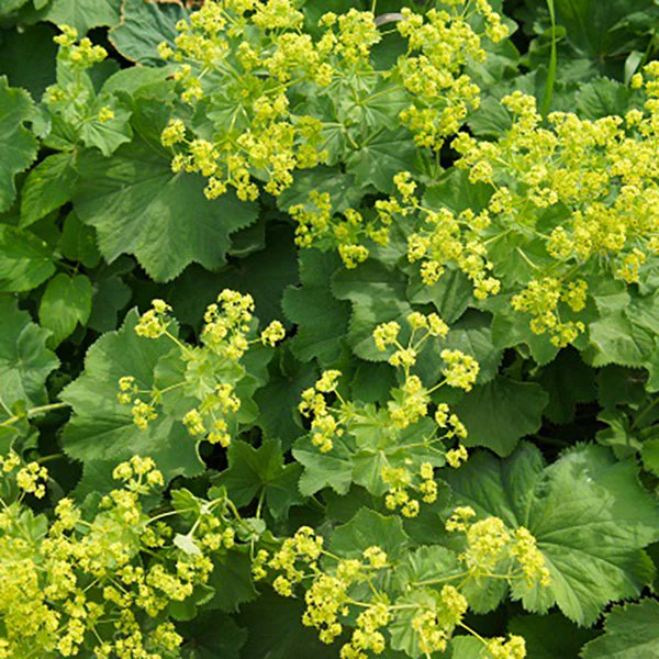 Thriller Lady’s Mantle