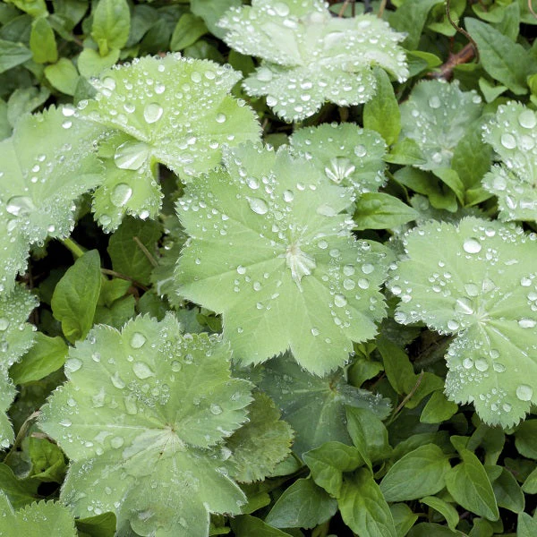 Thriller Lady's Mantle - Image 2
