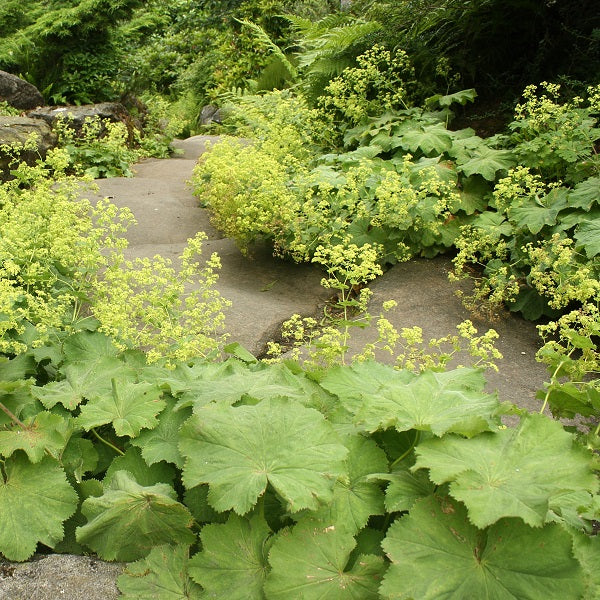 Thriller Lady's Mantle - Image 3