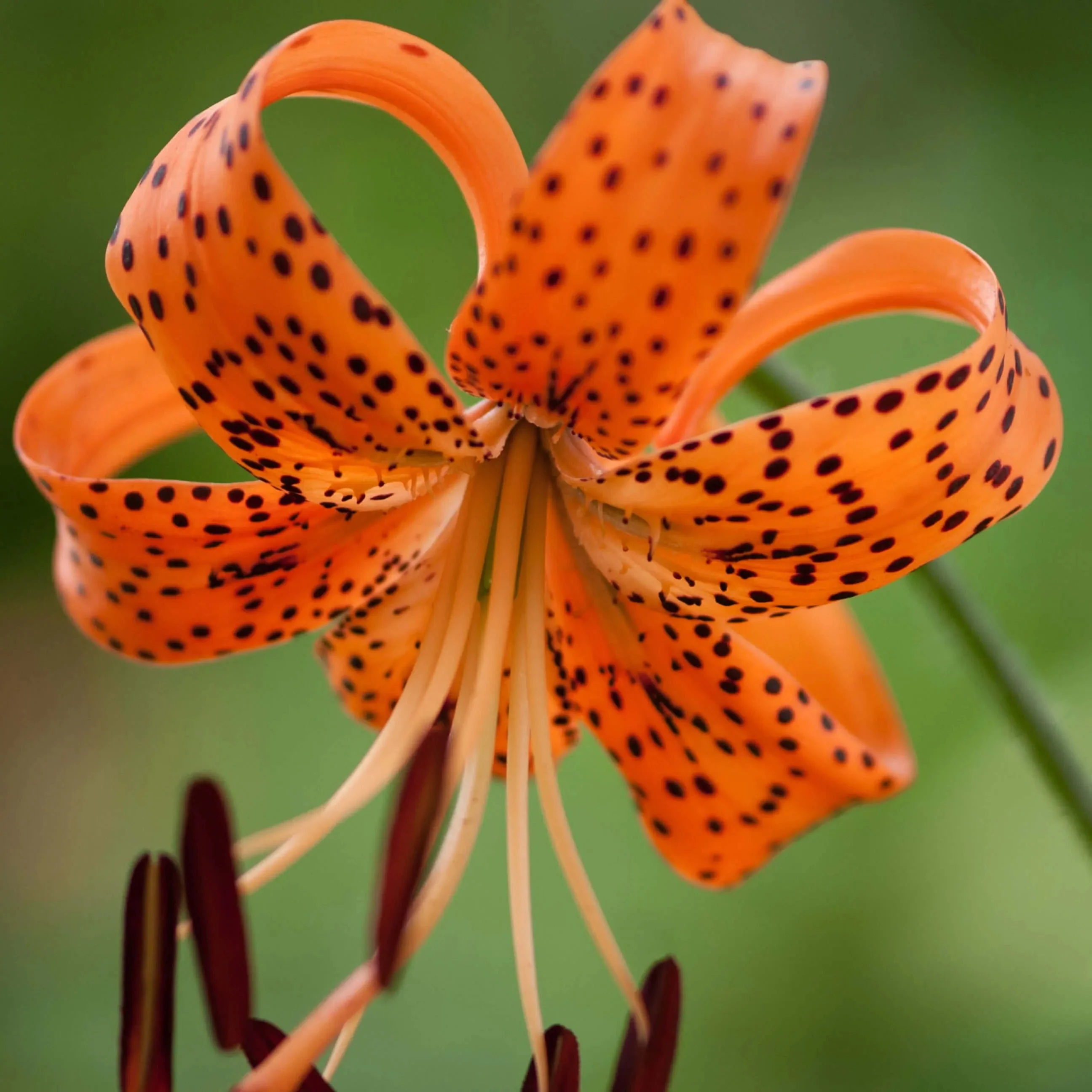 Tiger’s Roar Tiger Lily