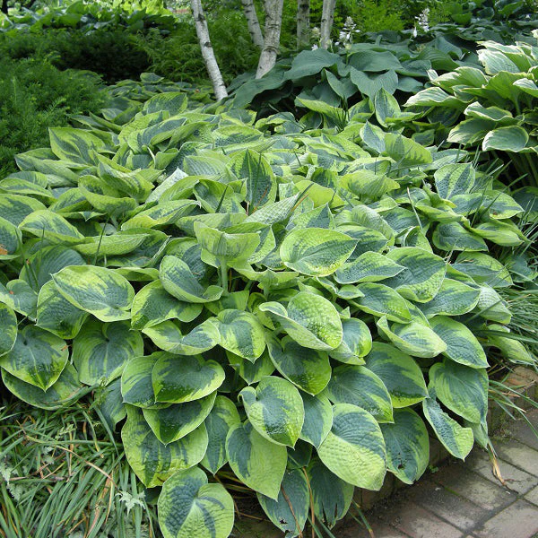 Tokudama Flavocircinalis Hosta