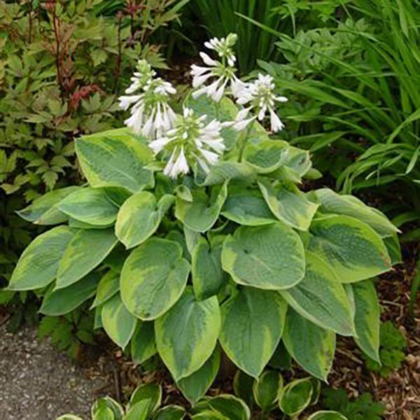 Tokudama Flavocircinalis Hosta - Image 2