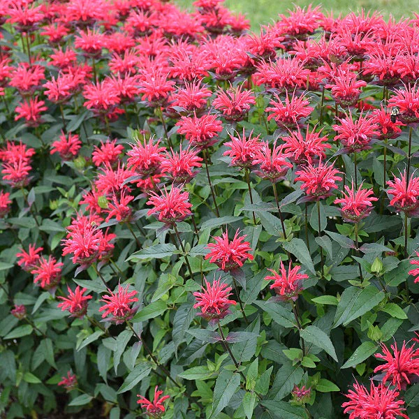 UnBEE-lievable Beebalm - Image 2