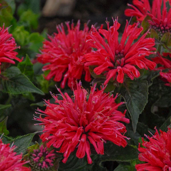 UnBEE-lievable Beebalm - Image 3