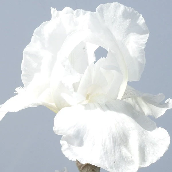 White Reblooming – Iris