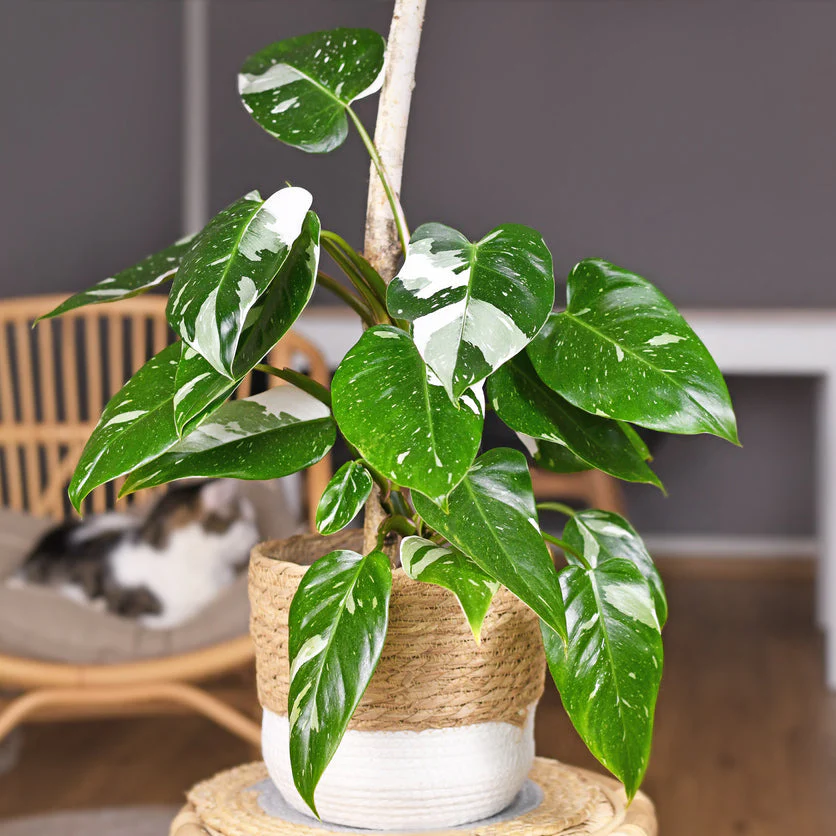 White Princess Philodendron - Image 2