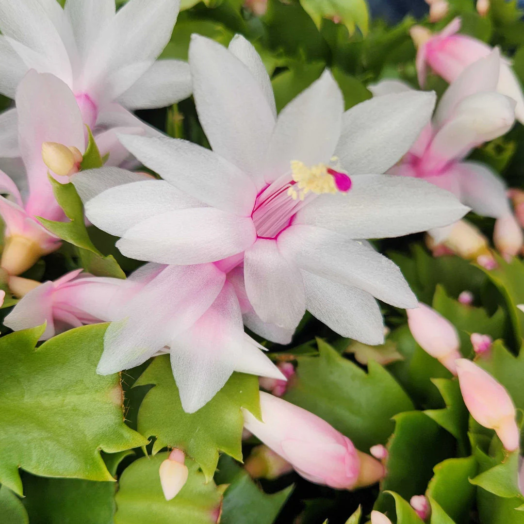 White Thanksgiving Cactus - Image 2