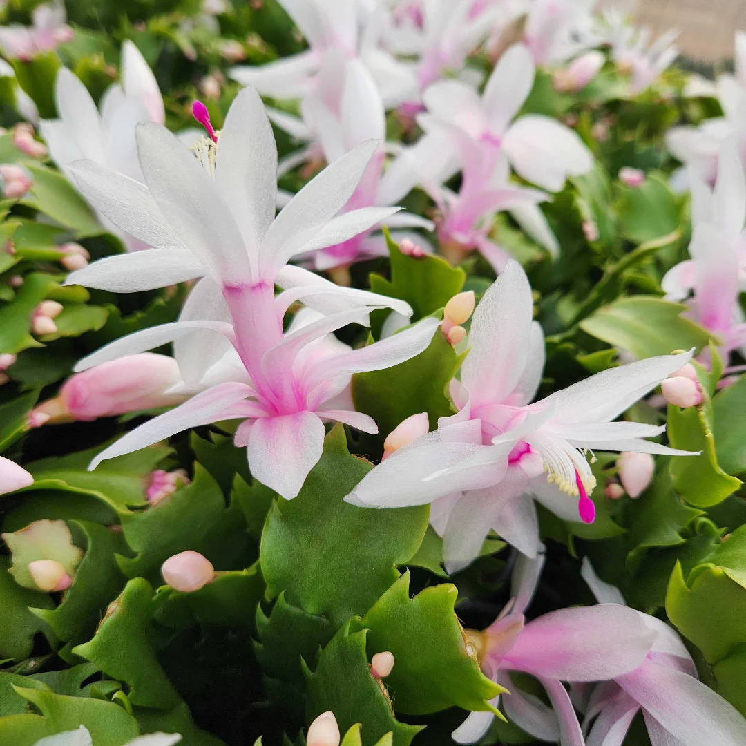 White Thanksgiving Cactus - Image 3