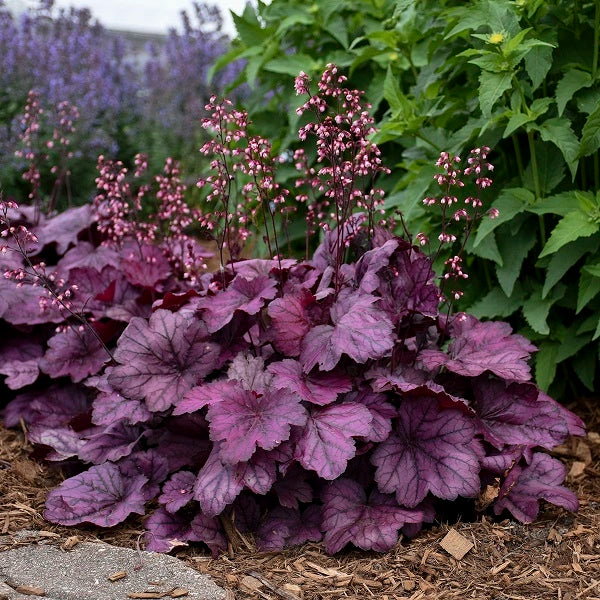 Wild Rose Coral Bells - Image 2