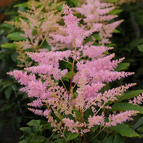 Younique Silvery Pink Astilbe - Image 2