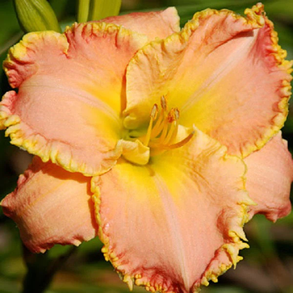 You’re Special Daylily
