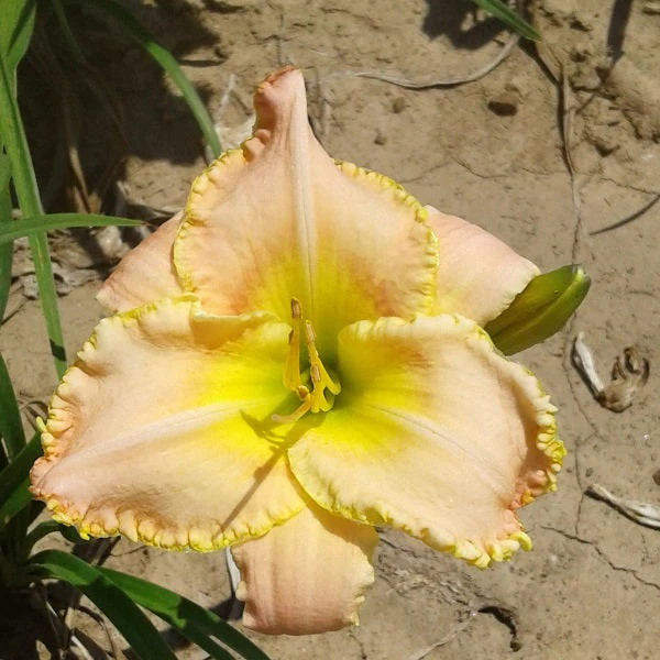 You're Special Daylily - Image 2
