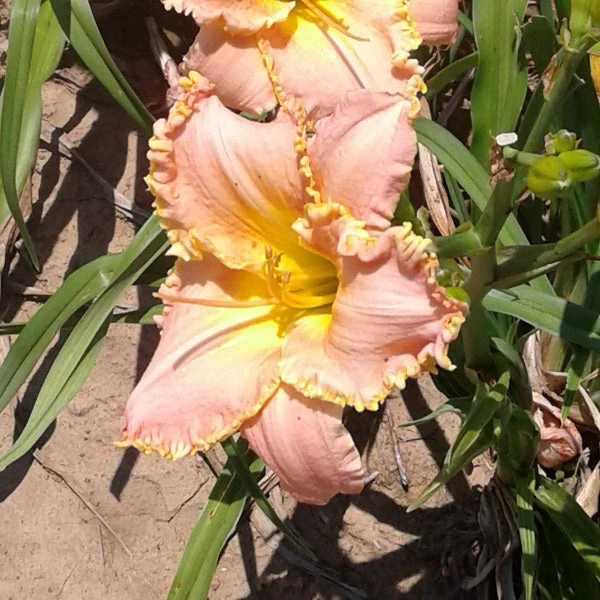 You're Special Daylily - Image 3