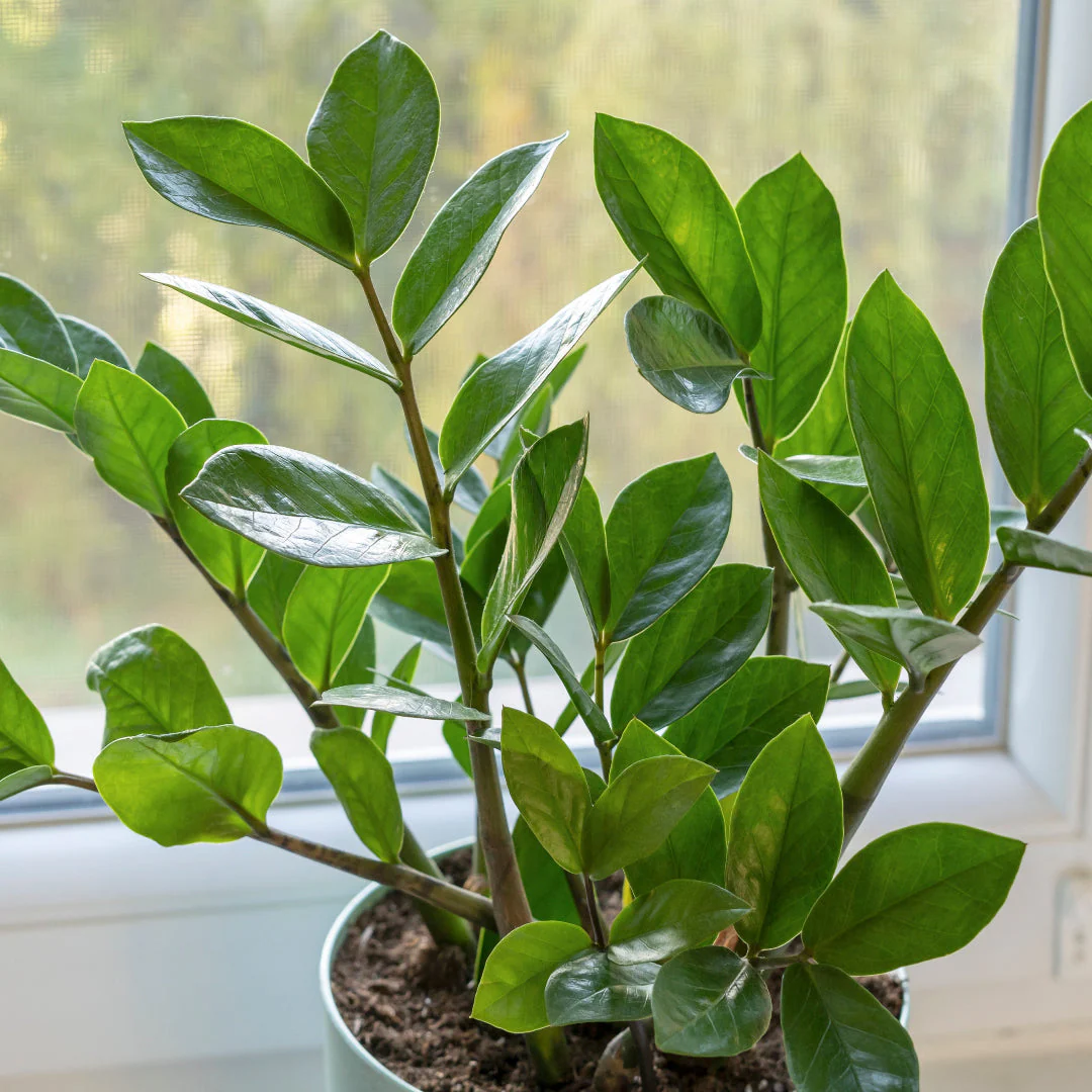 ZZ Plant
