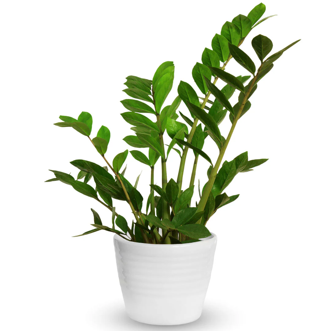 ZZ Plant - Image 2