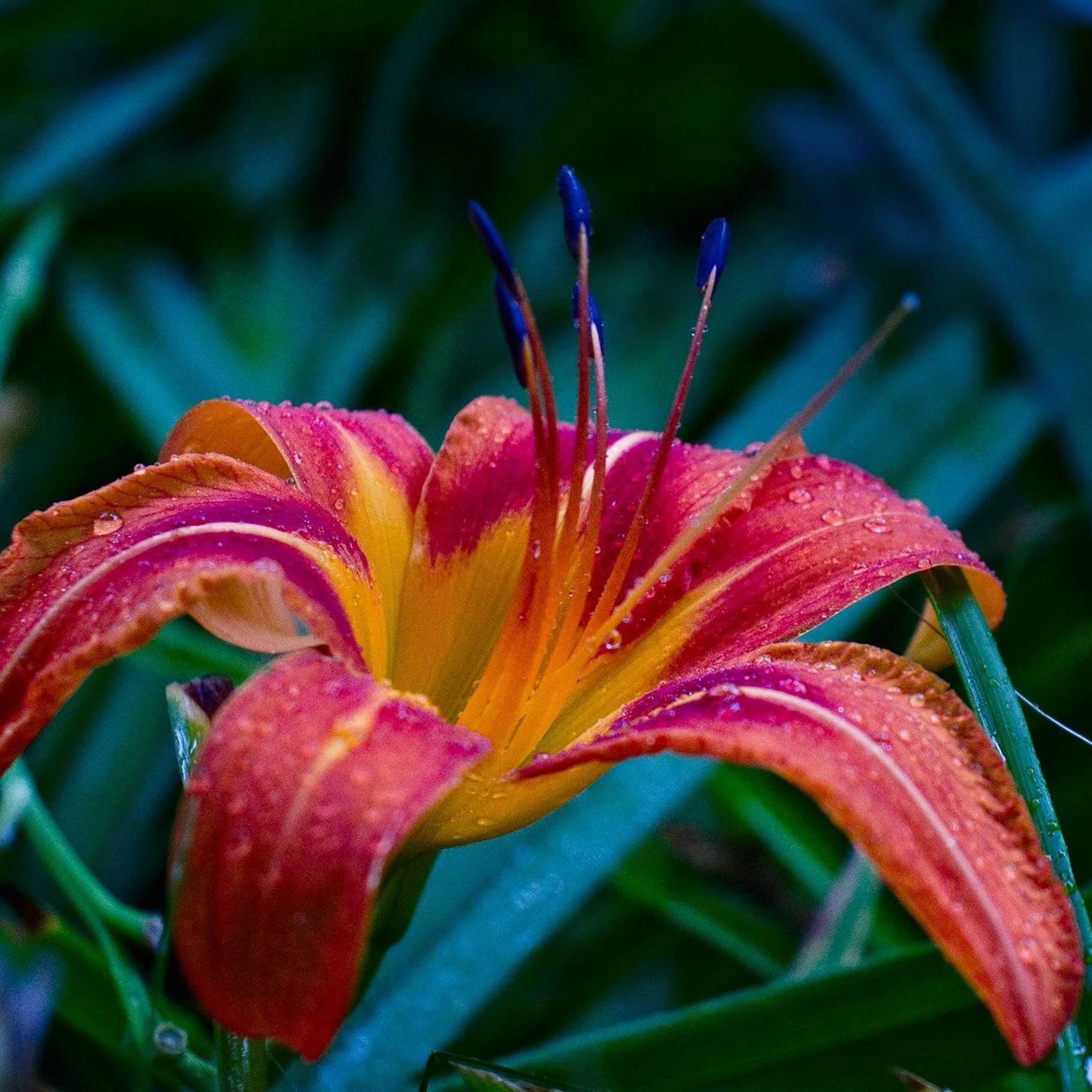 Autumn Red Daylily - Image 2