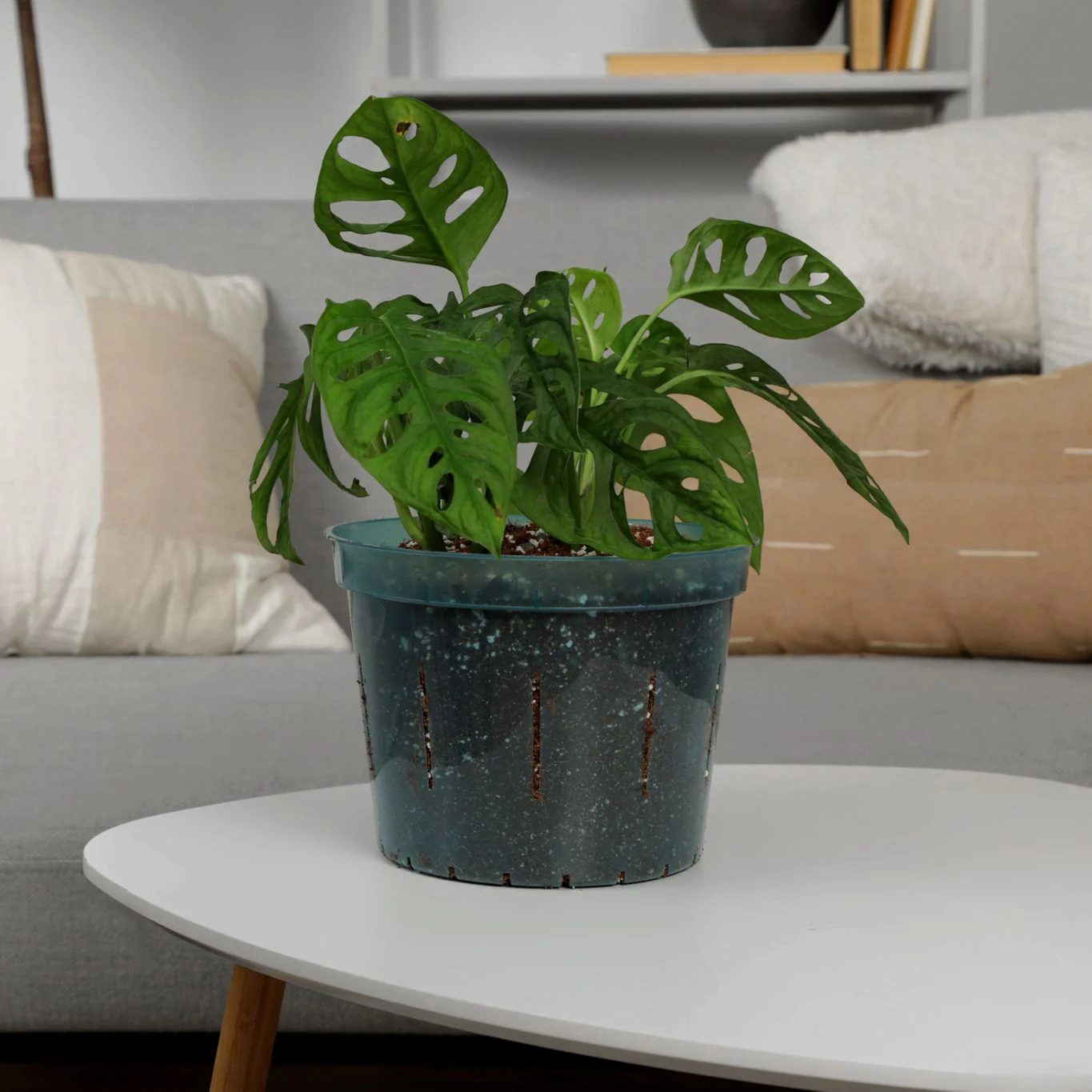 10" Blue Sapphire Slotted Orchid Pot - Image 3