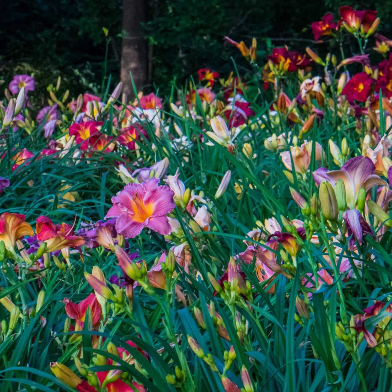 Mixed Daylily Sampler Pack (24 Plants) - Image 2