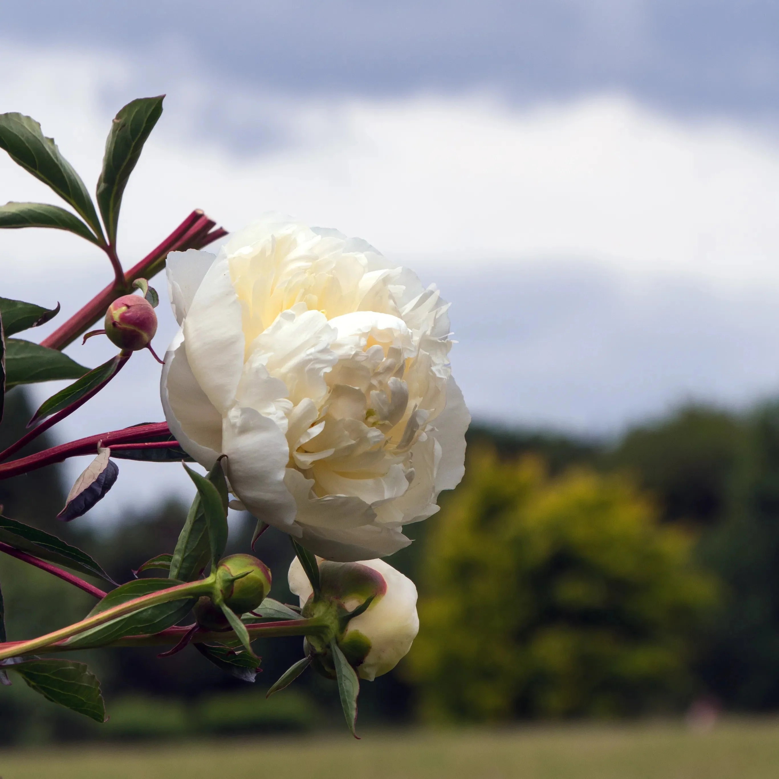 Duchesse de Nemours Peony - Image 3