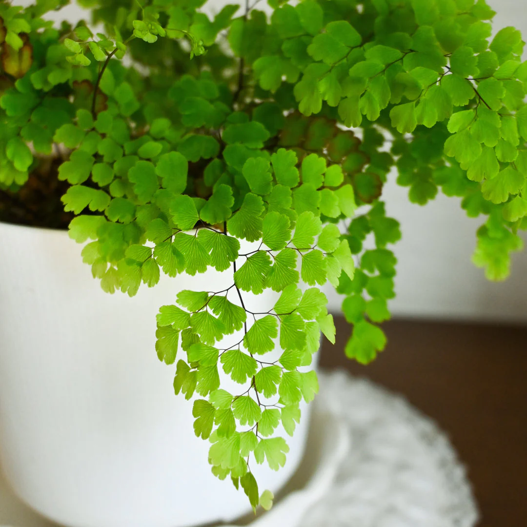 Maidenhair Fern - Image 2