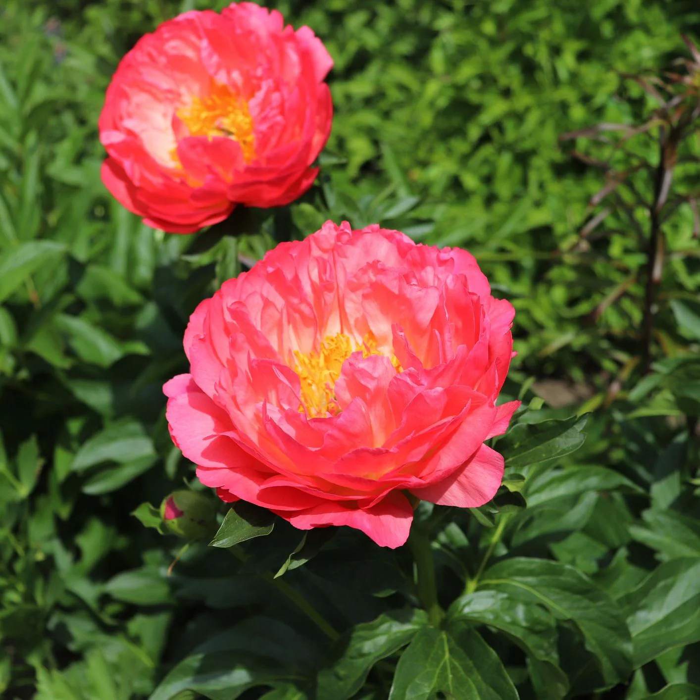 Coral Sunset Peony - Image 2