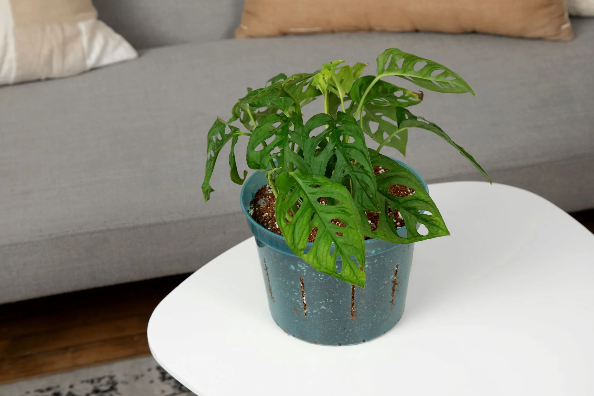 All Purpose Houseplant Starter Kit - Image 2