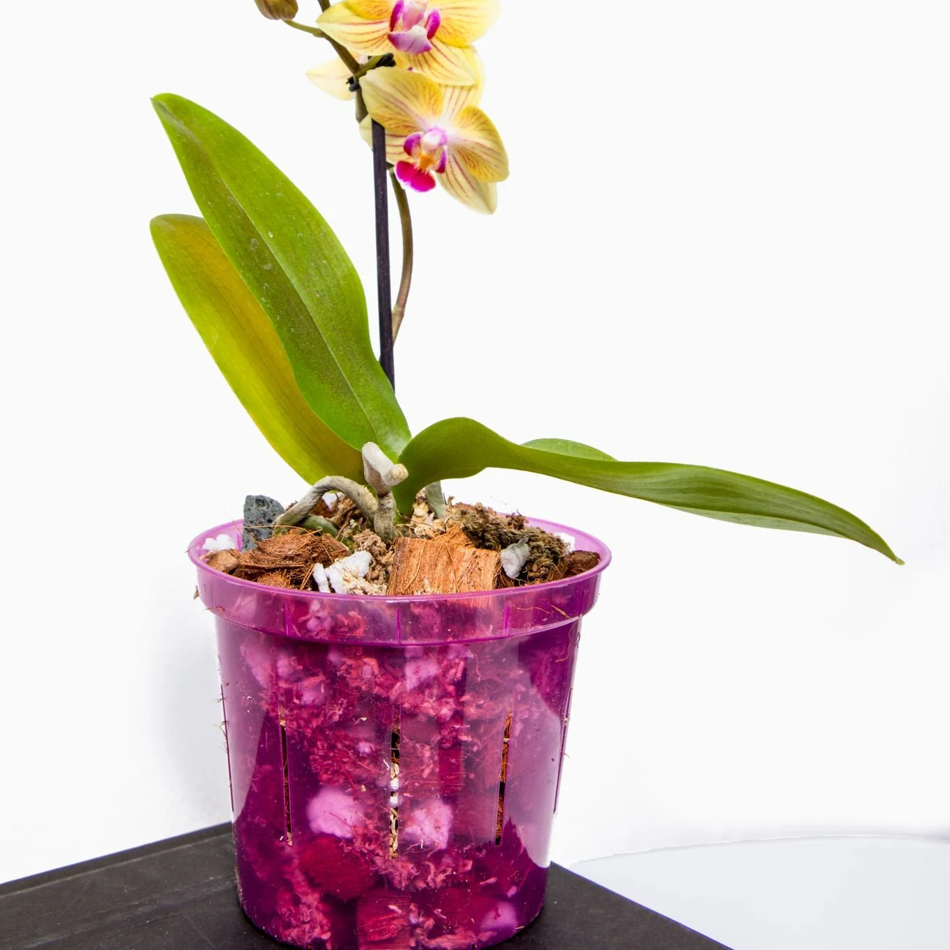 8" Rose Quartz Slotted Orchid Pot - Image 3