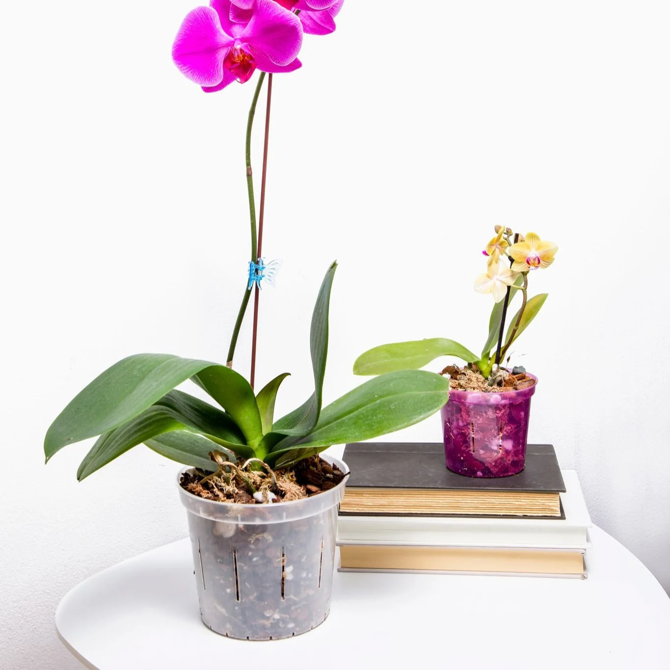 Growers Assortment of Rose Quartz Slotted Orchid Pots - Image 3
