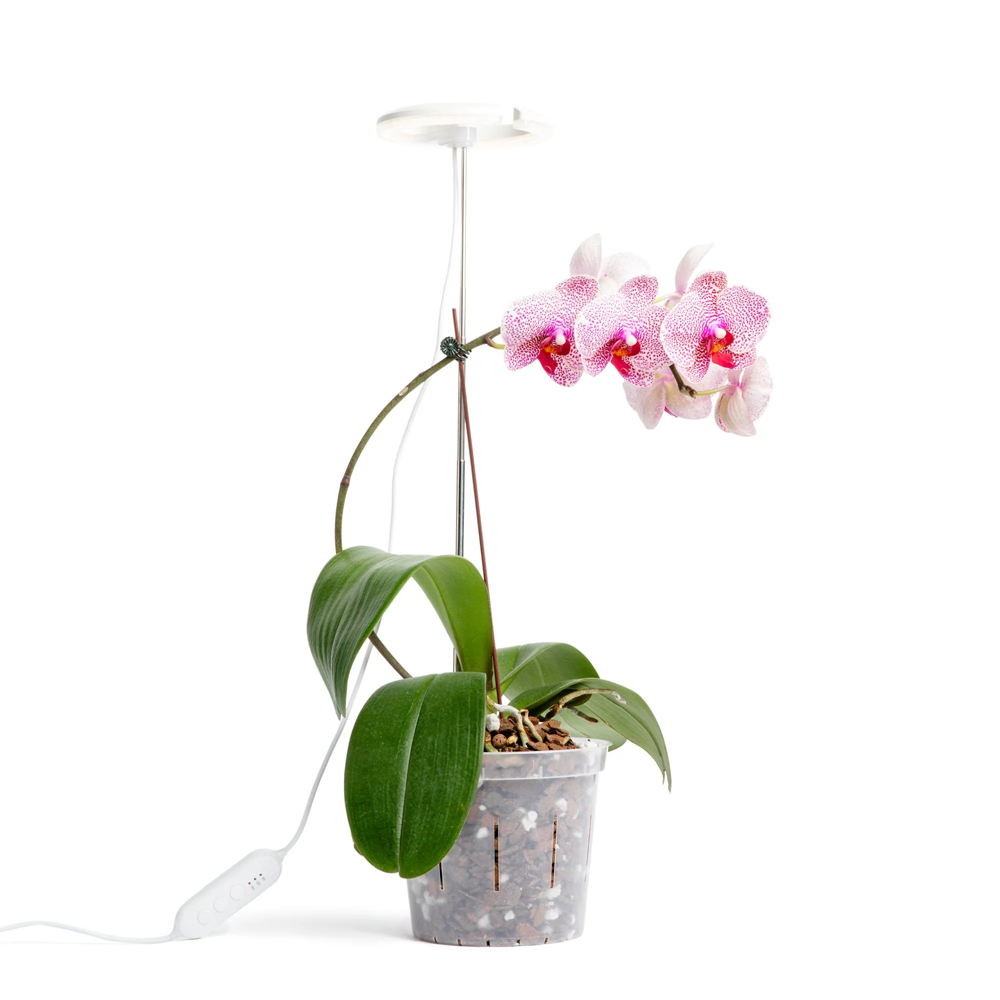 Lumina Orchid – Full Spectrum LED Grow Light