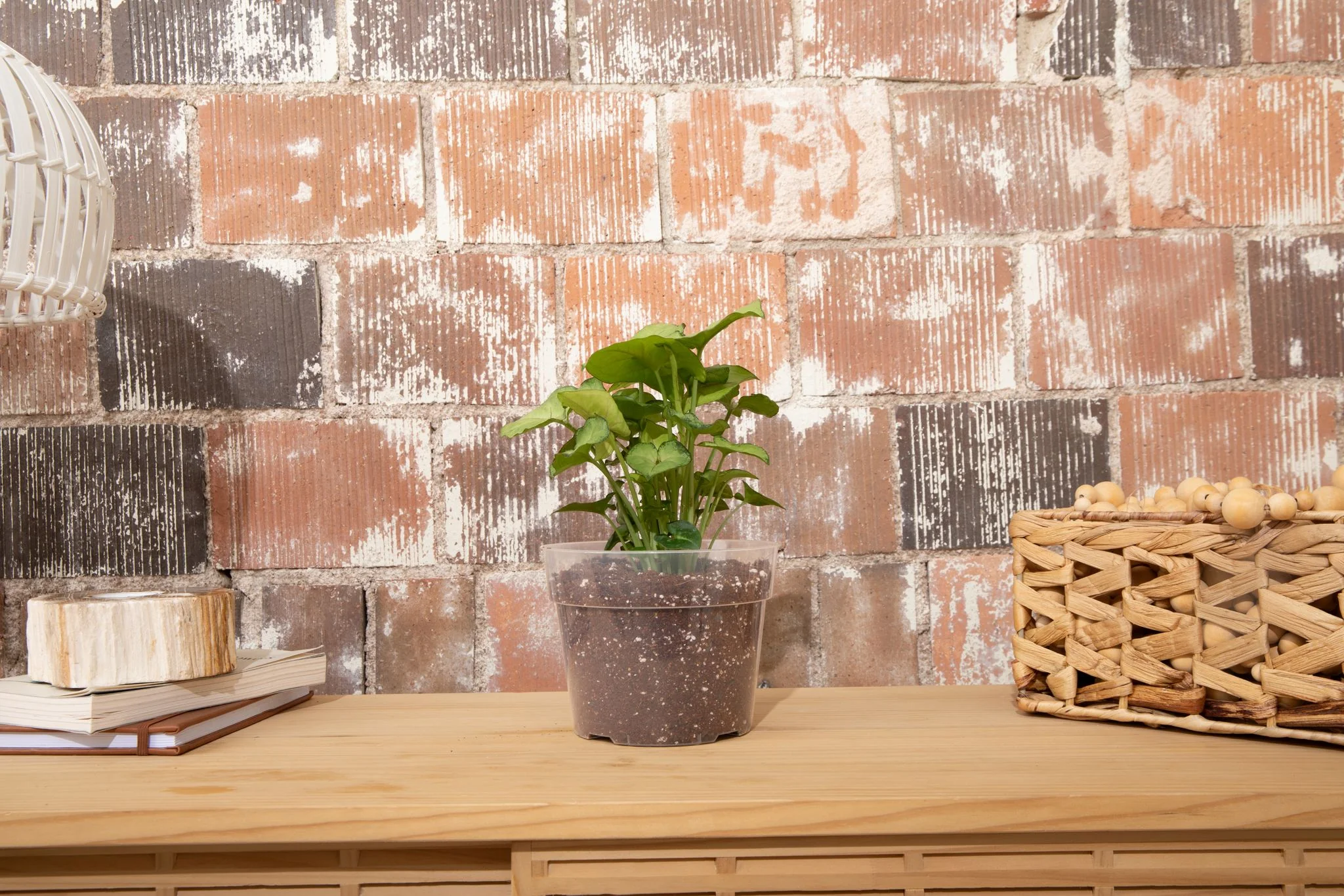 6" Crystal Clear Orchid Pot - Image 2