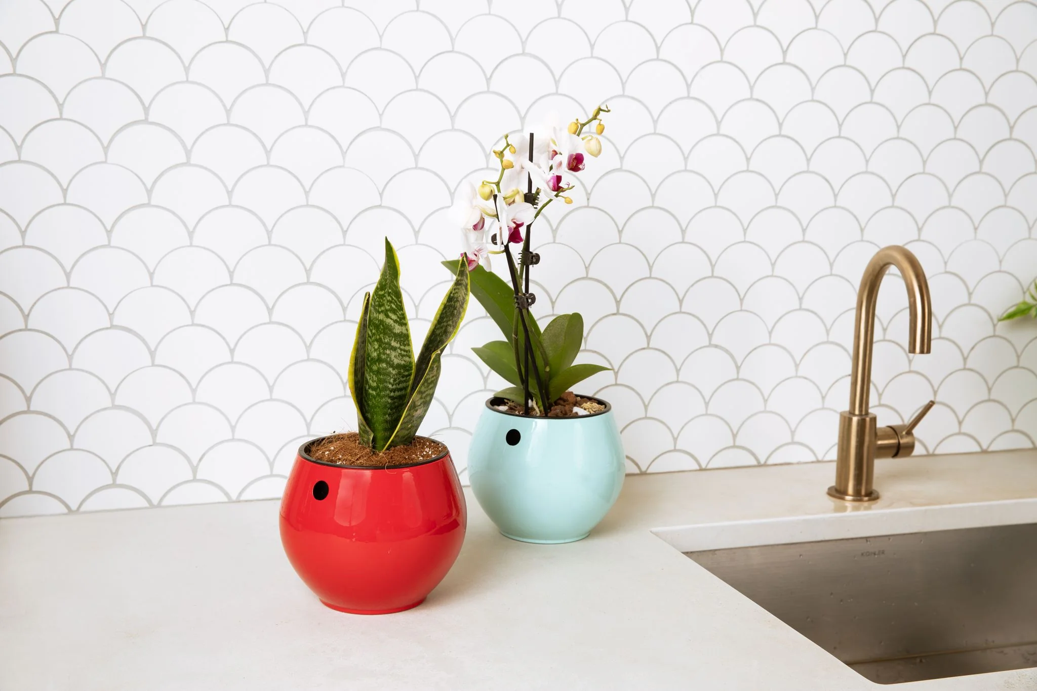 All Purpose Orchid Value Mix - Image 2