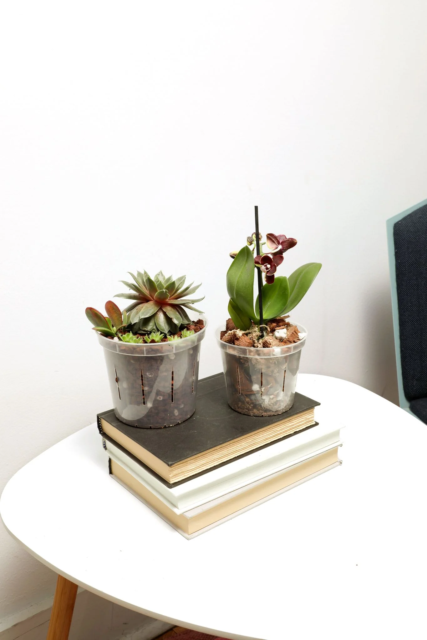 All Purpose Houseplant Starter Kit - Image 3