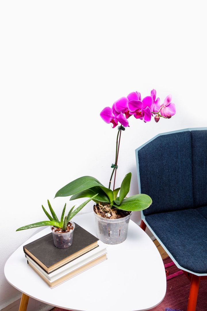 4" Slotted Clear Orchid Pot - Image 3