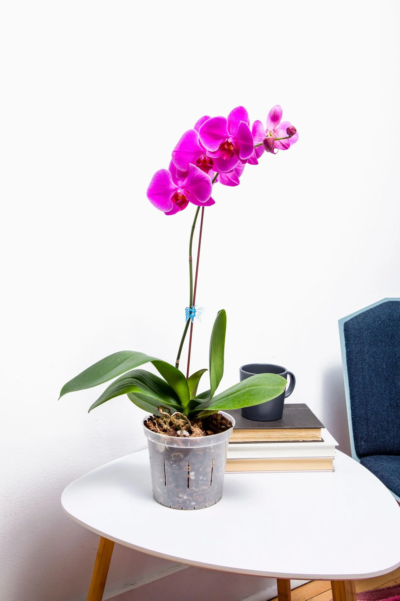 Phalaenopsis Gold/Orchid Moss Starter Kit - Image 2