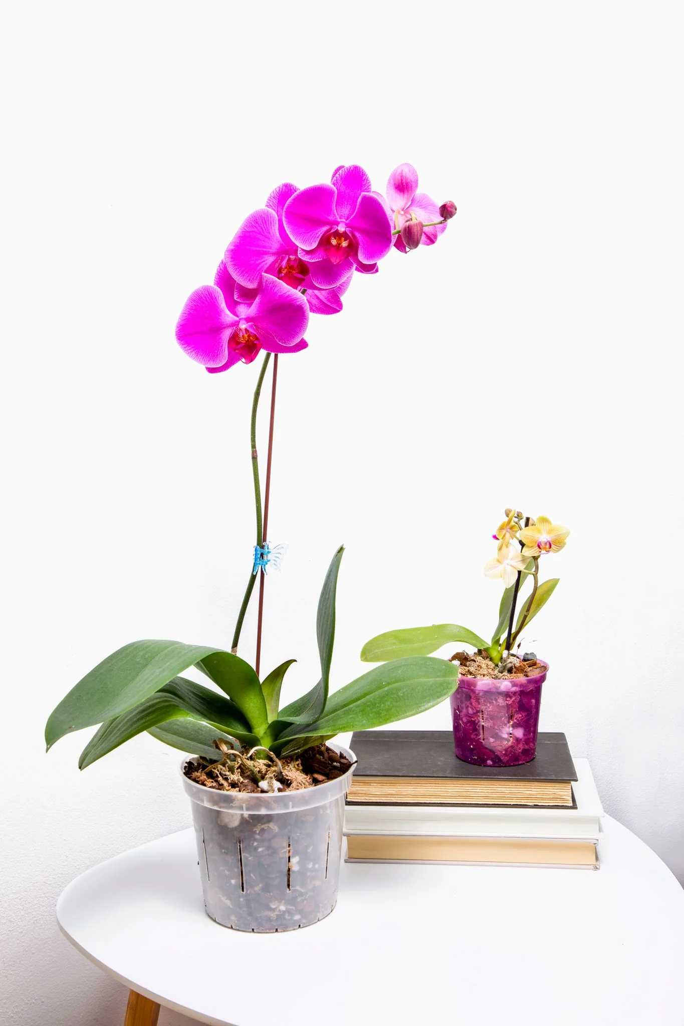 3" Slotted Clear Orchid Pot - Image 3