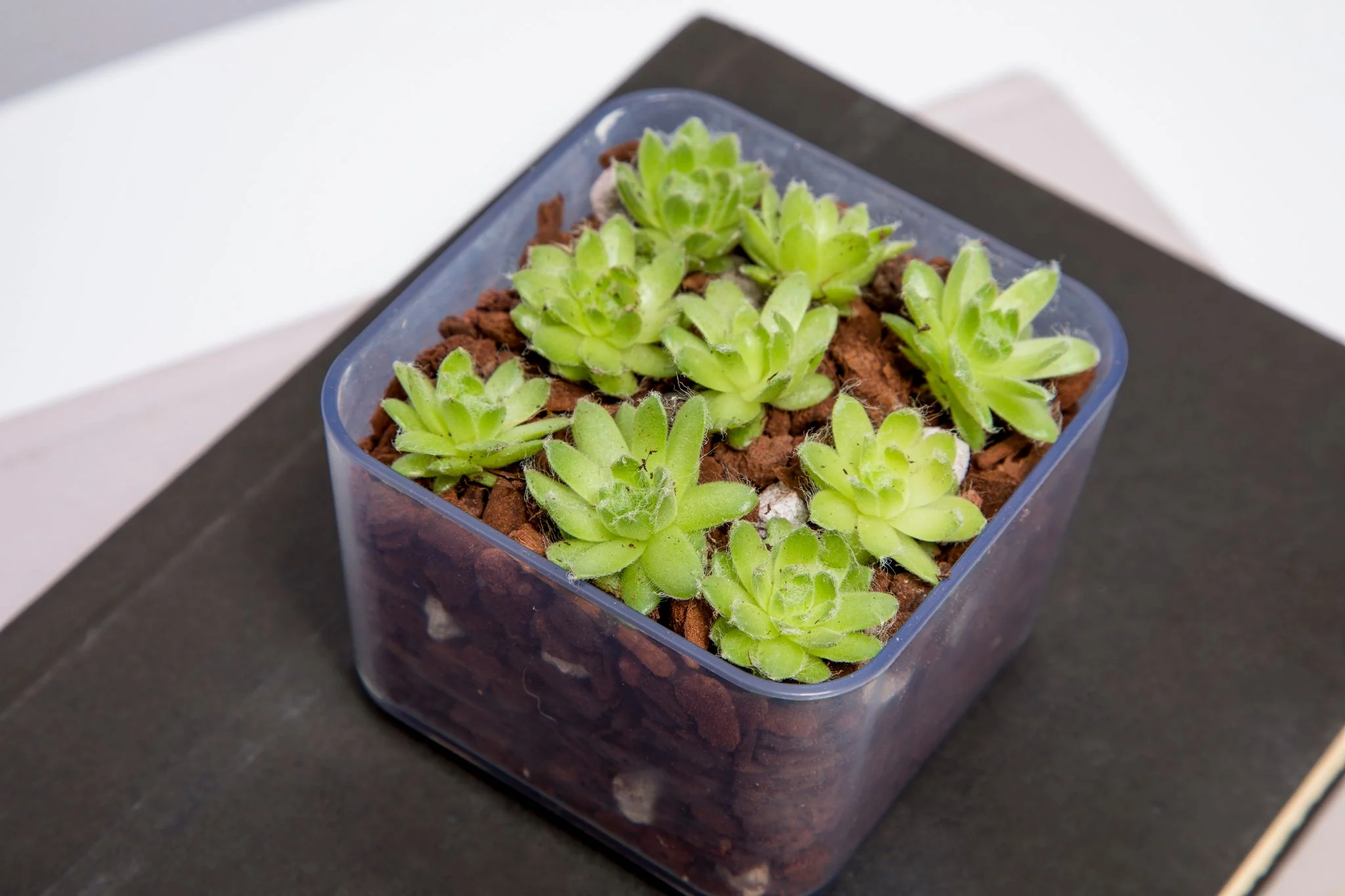 All Purpose Cactus & Succulent Starter Kit - Image 2